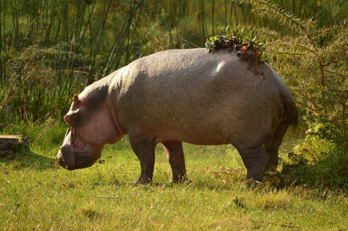 Hippo with swamp mud on his back, at Lake Naivasha, Kenya