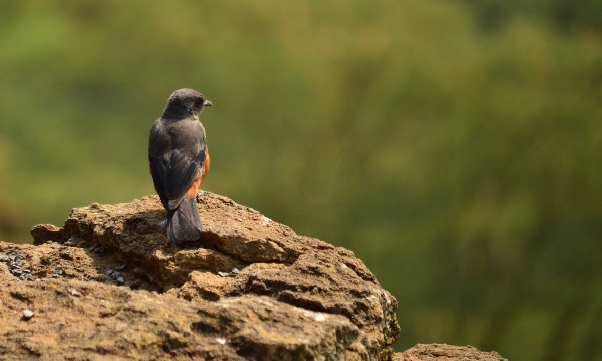 Chestnut-bellied Starling looking out over baboon cliff in Lake Nakuru National Park, Kenya